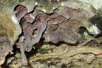 Entré d'une petite grotte formé par une coulé de lave